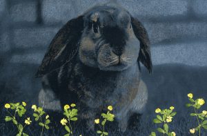 Ein Kaninchen mit Hängeohren