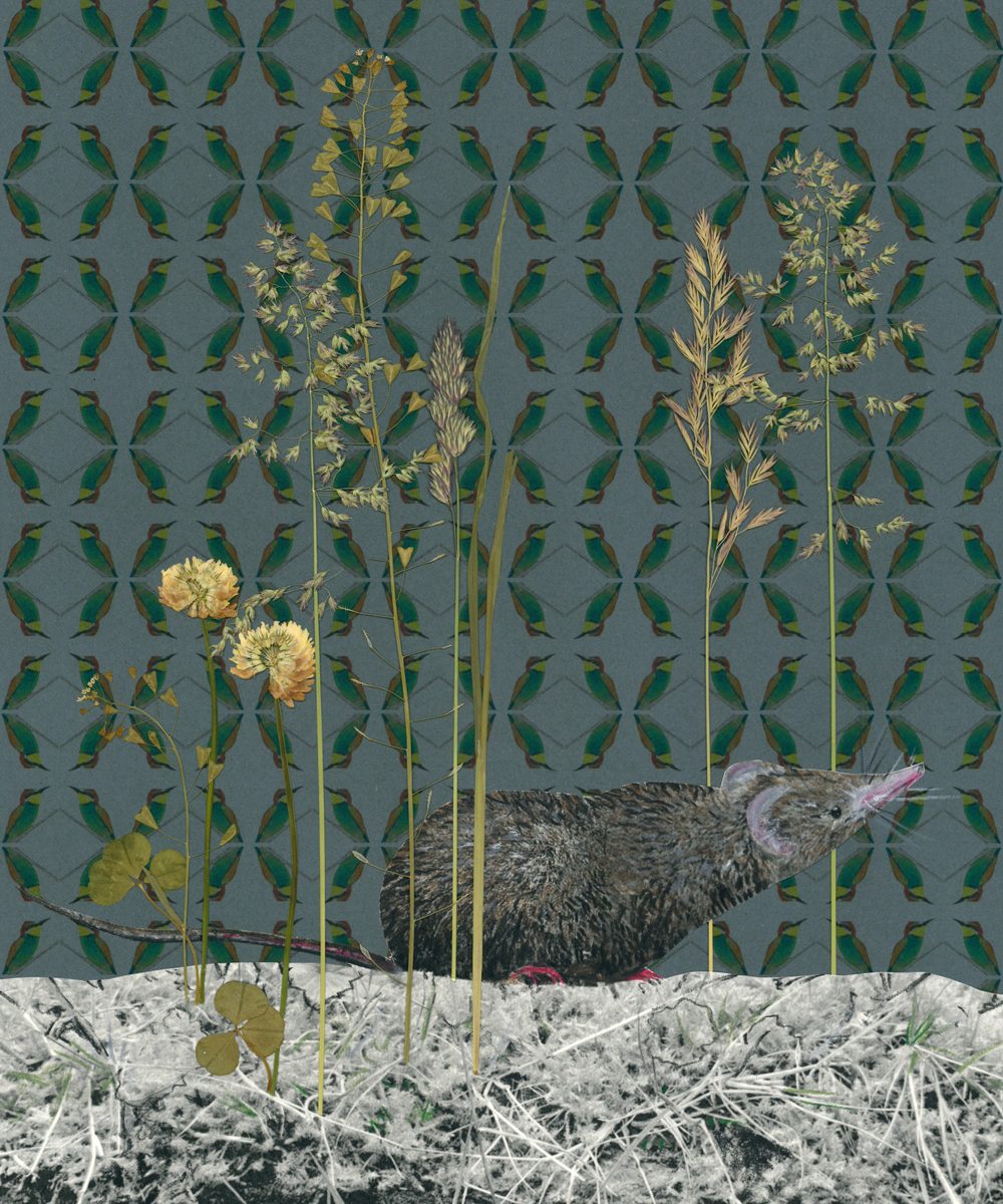 Eine Spitzmaus zwischen Grashalmen